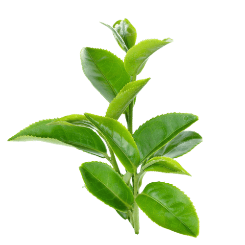 Fresh green tea plant sprig with tender leaves